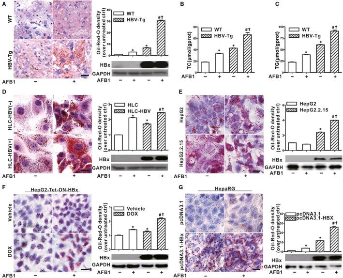https://cdn.ncbi.nlm.nih.gov/pmc/blobs/56b7/6714226/4d4ff62db6af/JCMM-23-5920-g001.jpg