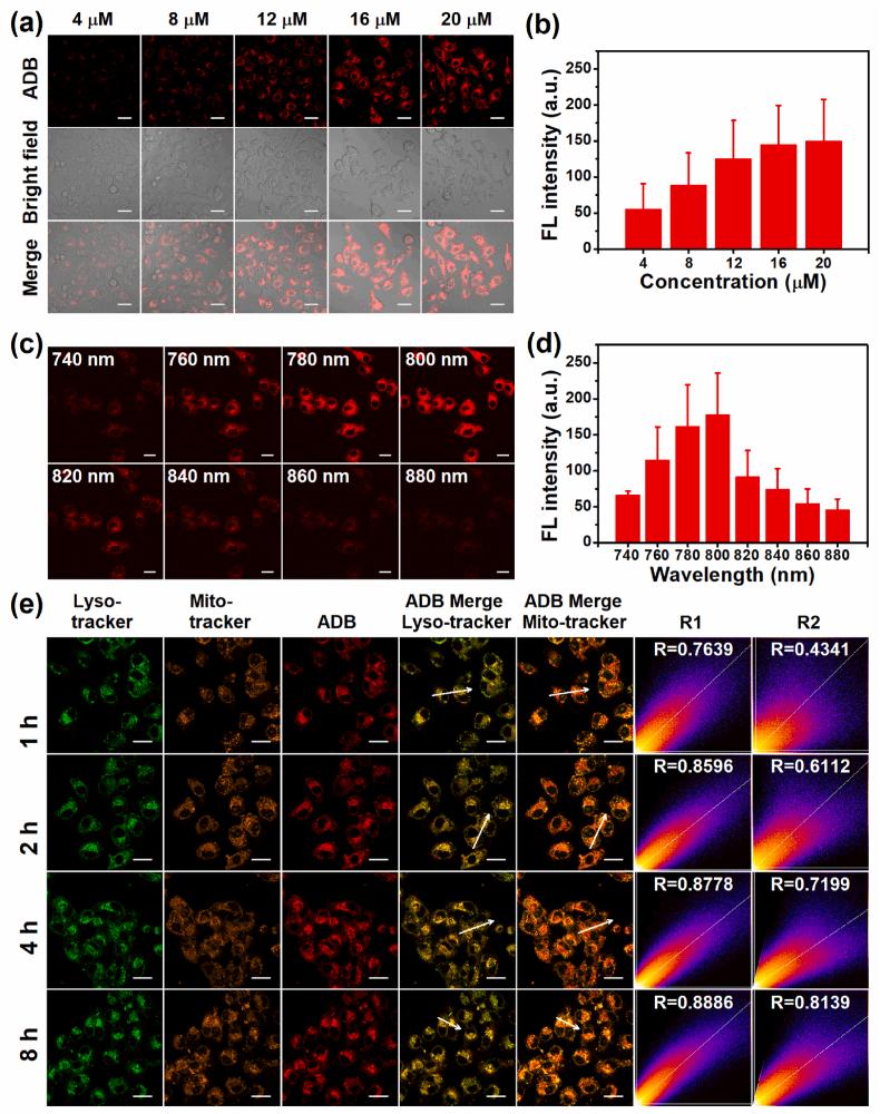 https://cdn.ncbi.nlm.nih.gov/pmc/blobs/56bb/10368935/dd53e2692e7a/gr3.jpg