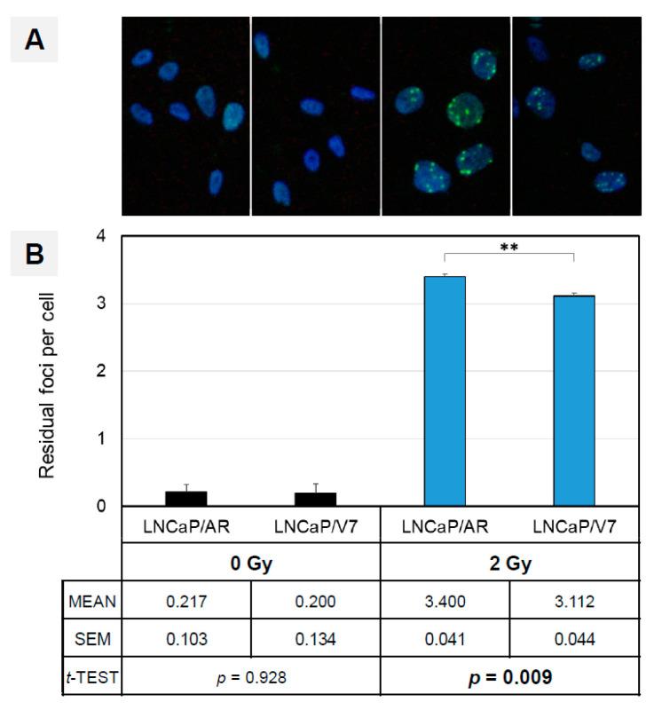 https://cdn.ncbi.nlm.nih.gov/pmc/blobs/56bd/9496991/b0710d269540/cancers-14-04441-g008.jpg