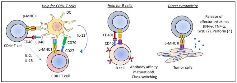 https://cdn.ncbi.nlm.nih.gov/pmc/blobs/56be/8199456/ebbd0d2c7b5e/ijms-22-05736-g002.jpg