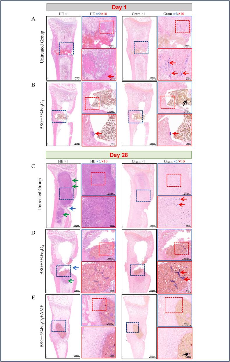 https://cdn.ncbi.nlm.nih.gov/pmc/blobs/56c2/11220464/0ec0b900b255/gr9a.jpg