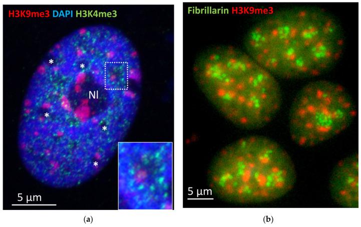 https://cdn.ncbi.nlm.nih.gov/pmc/blobs/56c2/8304199/90794b06edcc/cells-10-01582-g009.jpg