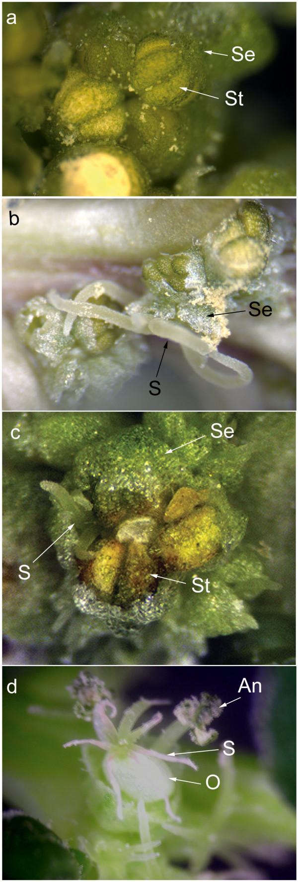 https://cdn.ncbi.nlm.nih.gov/pmc/blobs/56c6/2713212/49cb60eaa1bf/1746-4811-5-9-3.jpg