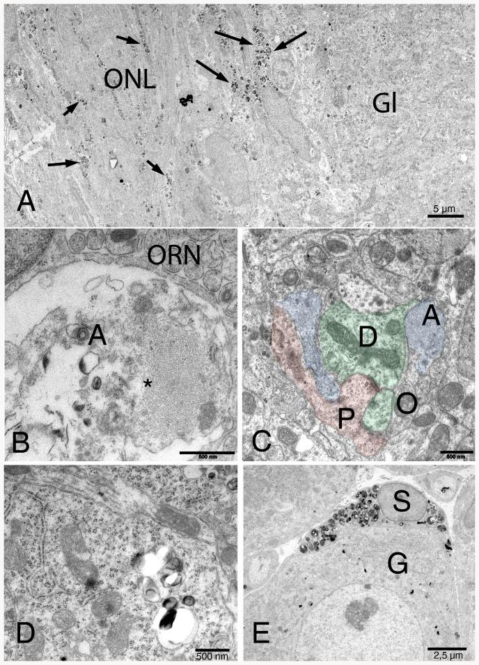 https://cdn.ncbi.nlm.nih.gov/pmc/blobs/56cb/3877006/aaf54efa1b2e/pone.0082216.g009.jpg