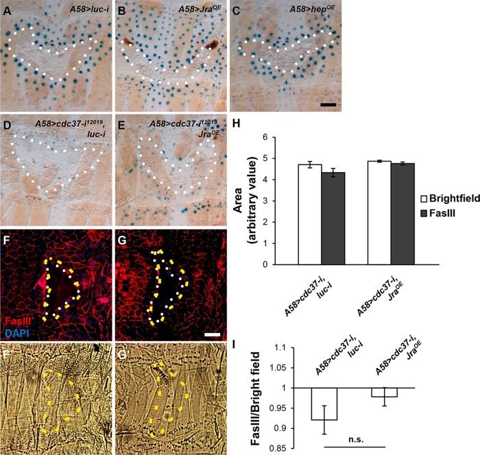 https://cdn.ncbi.nlm.nih.gov/pmc/blobs/56cc/6761768/354d0434d337/mbc-30-2651-g004.jpg