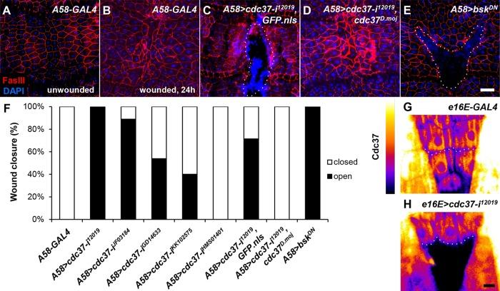 https://cdn.ncbi.nlm.nih.gov/pmc/blobs/56cc/6761768/d138a3683d87/mbc-30-2651-g001.jpg