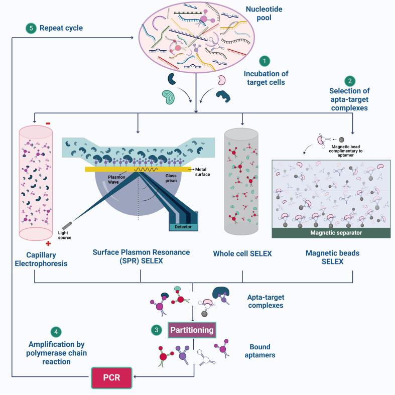 https://cdn.ncbi.nlm.nih.gov/pmc/blobs/56ce/11461471/240c78635744/fcimb-14-1402932-g001.jpg