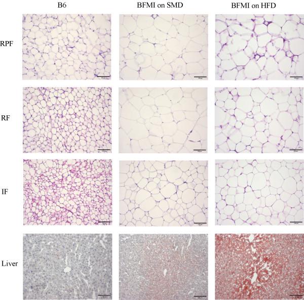 https://cdn.ncbi.nlm.nih.gov/pmc/blobs/56d3/2944240/cdd8f46f0d7a/1476-511X-9-99-3.jpg