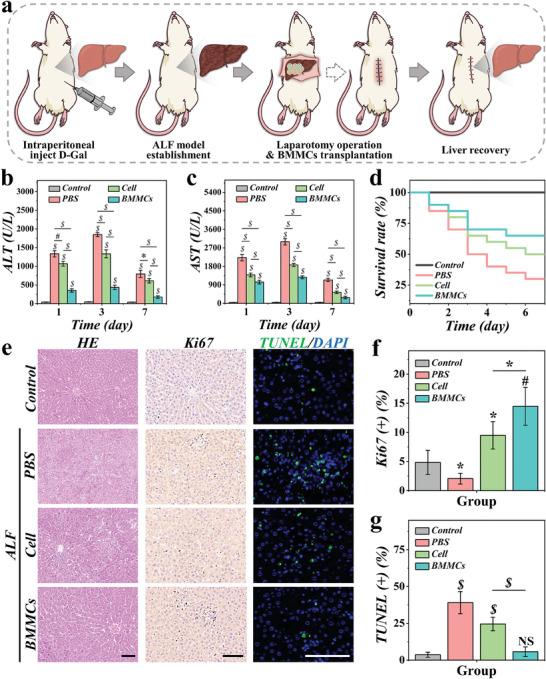 https://cdn.ncbi.nlm.nih.gov/pmc/blobs/56d9/11558095/af4c96ef98a4/ADVS-11-2406573-g001.jpg