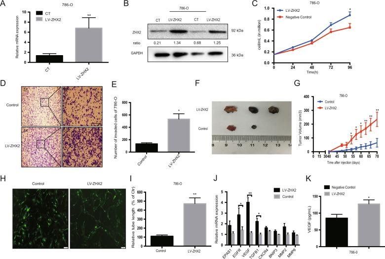 https://cdn.ncbi.nlm.nih.gov/pmc/blobs/56d9/7206010/ced5de614ab2/41419_2020_2541_Fig3_HTML.jpg