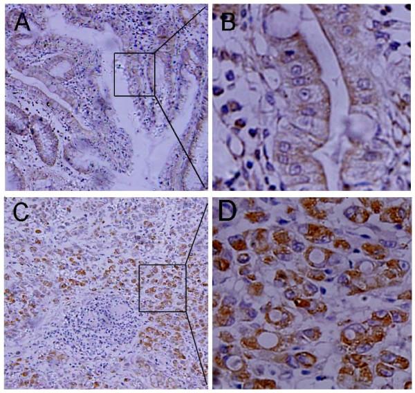https://cdn.ncbi.nlm.nih.gov/pmc/blobs/56dd/2829483/abecdc1e44a7/1741-7015-8-12-3.jpg