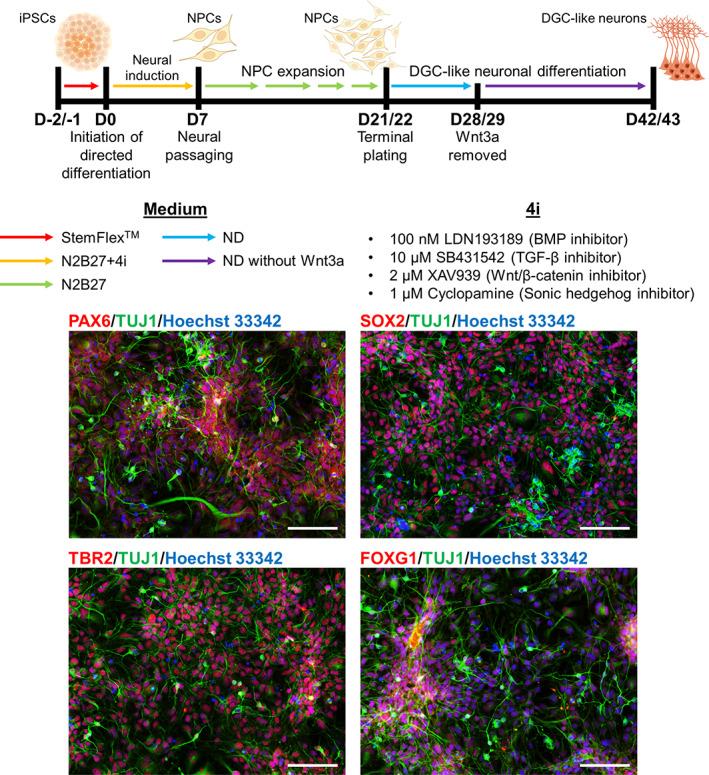 https://cdn.ncbi.nlm.nih.gov/pmc/blobs/56e0/10947111/bf9c5125c9ad/HIPO-33-322-g004.jpg