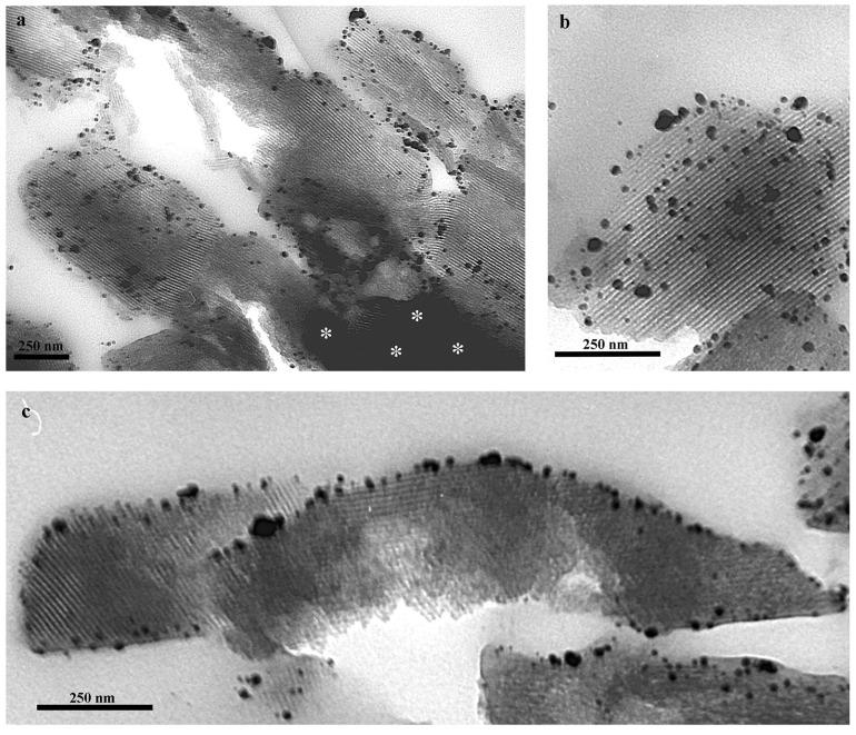 https://cdn.ncbi.nlm.nih.gov/pmc/blobs/56e1/6073571/ad0e8fe057d5/ijms-19-01991-g008.jpg