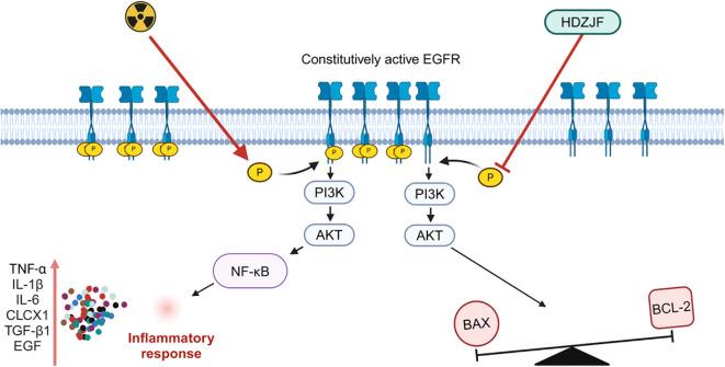 https://cdn.ncbi.nlm.nih.gov/pmc/blobs/56e2/11931053/b316b1e5c098/fimmu-16-1559400-g008.jpg