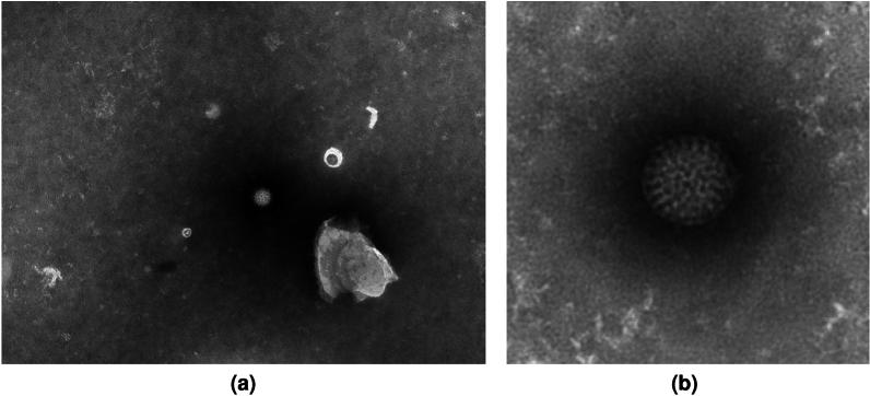 https://cdn.ncbi.nlm.nih.gov/pmc/blobs/56e4/11217465/650313c7841a/41598_2024_65597_Fig1_HTML.jpg
