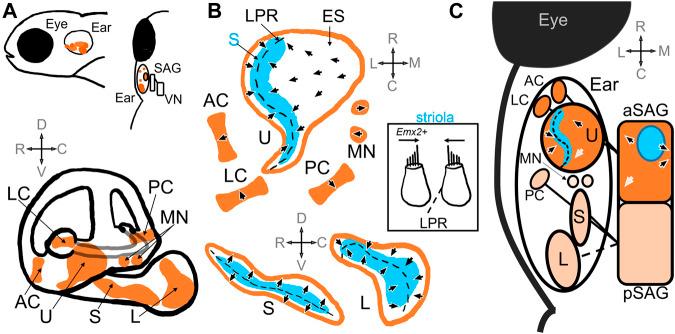https://cdn.ncbi.nlm.nih.gov/pmc/blobs/56e9/10151581/a13cf9716294/fcell-11-1172933-g001.jpg