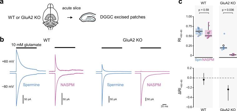 https://cdn.ncbi.nlm.nih.gov/pmc/blobs/56ea/10168695/2f21c6b03f4b/elife-66765-fig5.jpg