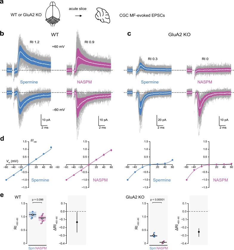 https://cdn.ncbi.nlm.nih.gov/pmc/blobs/56ea/10168695/4e74100e9ea7/elife-66765-fig7.jpg