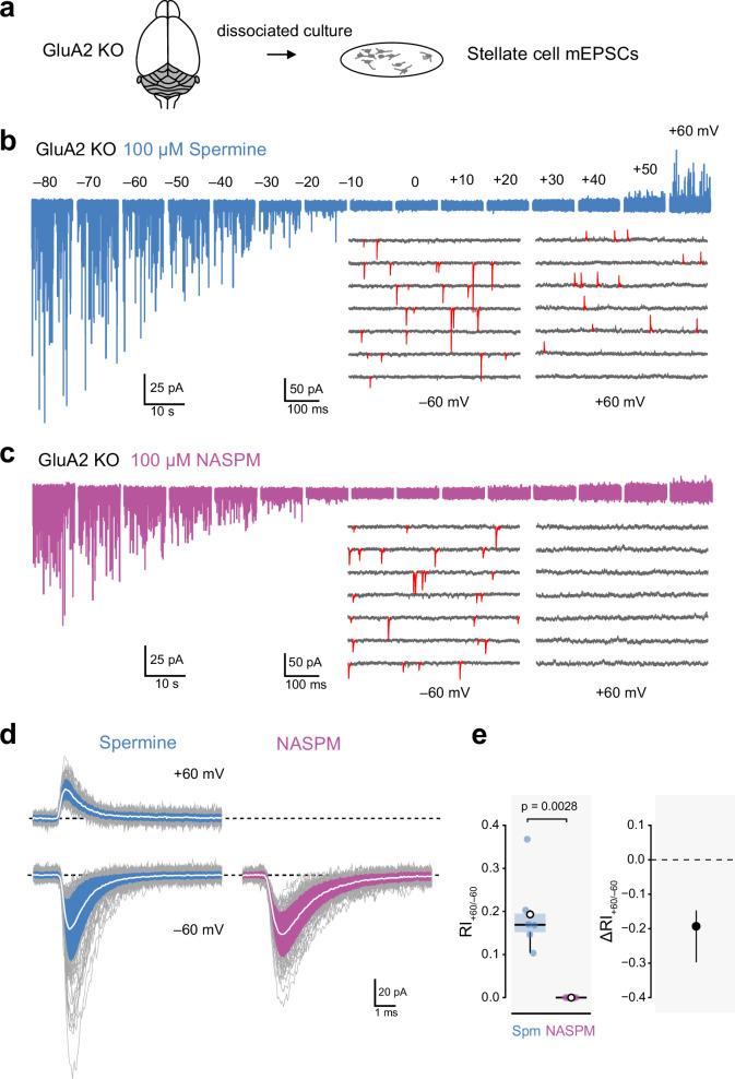 https://cdn.ncbi.nlm.nih.gov/pmc/blobs/56ea/10168695/d293aaf4609b/elife-66765-fig6.jpg
