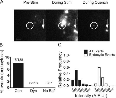 https://cdn.ncbi.nlm.nih.gov/pmc/blobs/56f4/2819686/ae223bab77a0/JCB_200908010_GS_Fig7.jpg