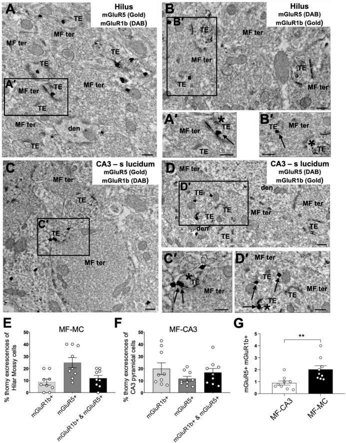 https://cdn.ncbi.nlm.nih.gov/pmc/blobs/56f9/10113460/0b1c724a9518/fncel-17-1068472-g006.jpg