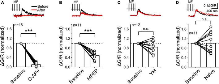 https://cdn.ncbi.nlm.nih.gov/pmc/blobs/56f9/10113460/43d0a843d3b2/fncel-17-1068472-g003.jpg