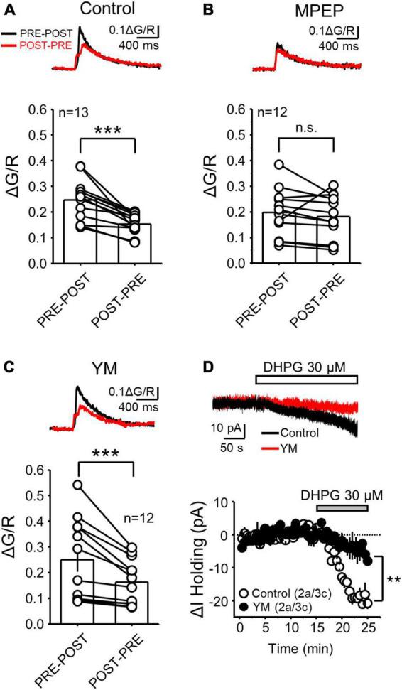 https://cdn.ncbi.nlm.nih.gov/pmc/blobs/56f9/10113460/92639ab80fed/fncel-17-1068472-g002.jpg