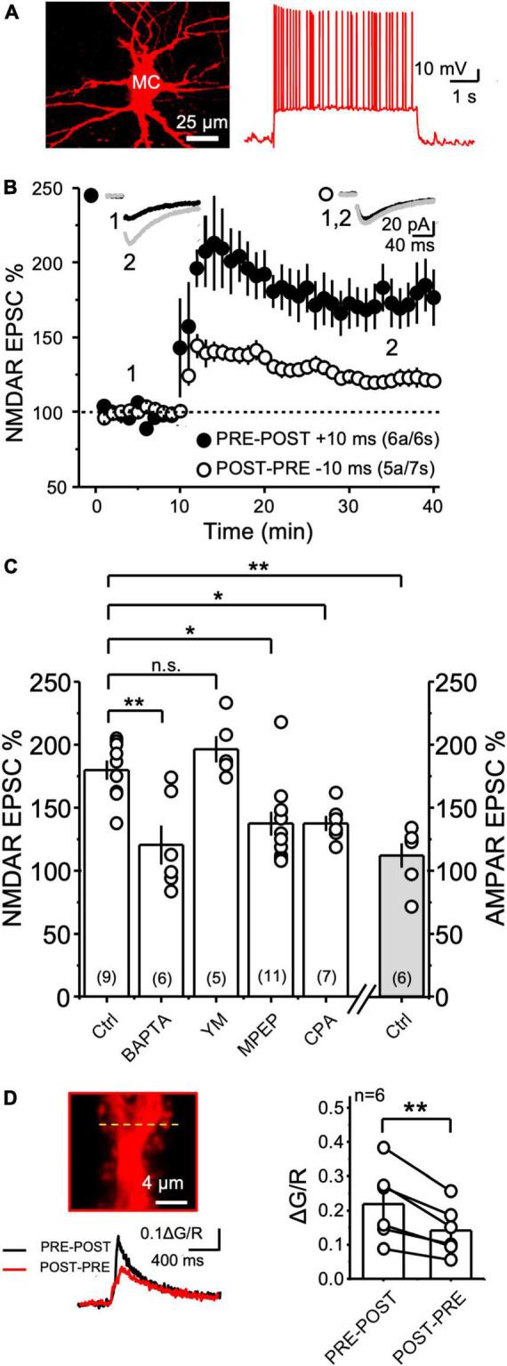 https://cdn.ncbi.nlm.nih.gov/pmc/blobs/56f9/10113460/c97d175a5696/fncel-17-1068472-g005.jpg