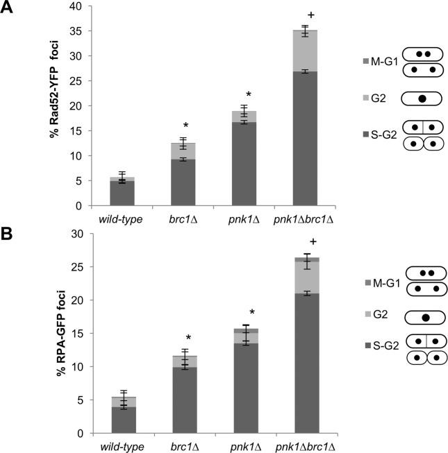 https://cdn.ncbi.nlm.nih.gov/pmc/blobs/56f9/5626526/3d8c293a0e1e/pgen.1007013.g003.jpg