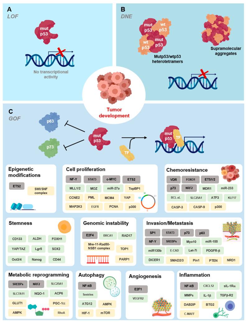 https://cdn.ncbi.nlm.nih.gov/pmc/blobs/56fc/8268744/944dd6a3754b/cancers-13-03344-g004.jpg