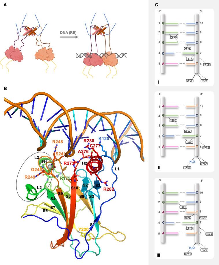 https://cdn.ncbi.nlm.nih.gov/pmc/blobs/56fc/8268744/96dd8f55bd6b/cancers-13-03344-g003.jpg