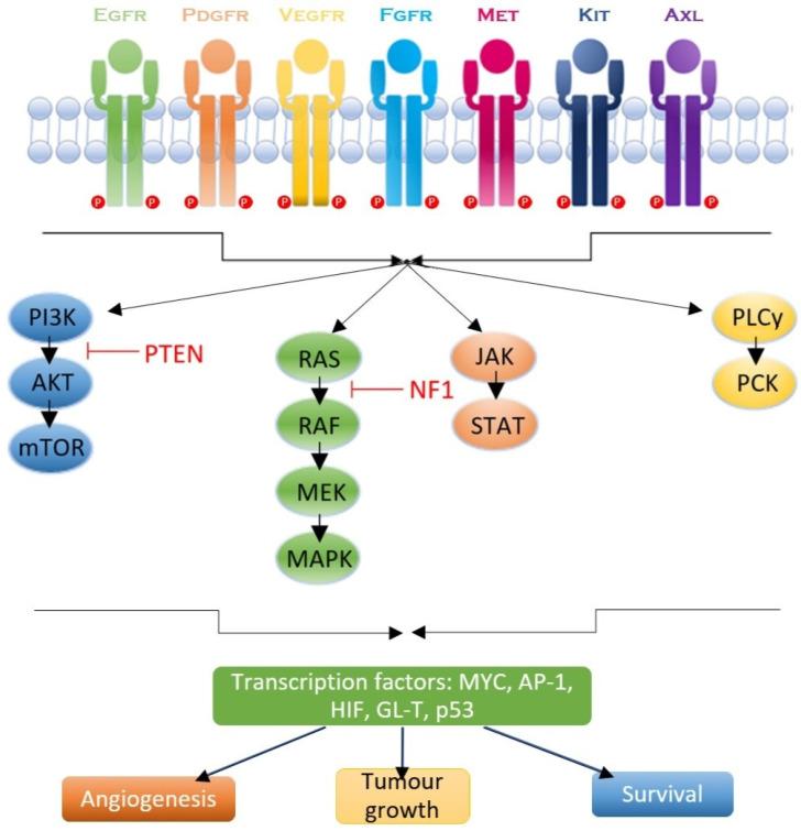 https://cdn.ncbi.nlm.nih.gov/pmc/blobs/56fd/12027435/6766c62176ac/ijms-26-03503-g001.jpg
