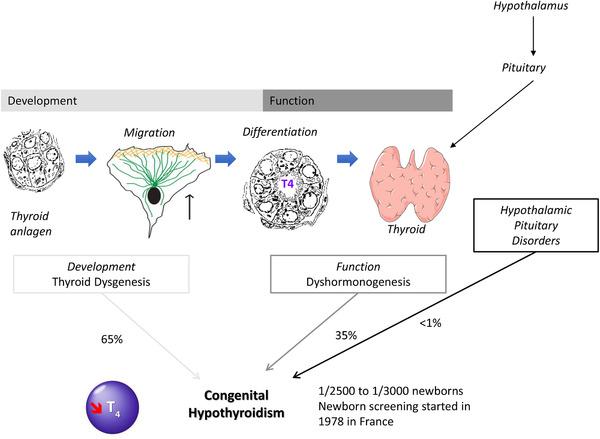 https://cdn.ncbi.nlm.nih.gov/pmc/blobs/56fe/9218988/447fc7da6fee/PED4-6-123-g006.jpg