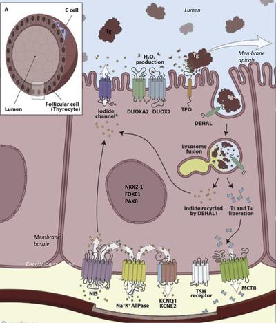 https://cdn.ncbi.nlm.nih.gov/pmc/blobs/56fe/9218988/73518da9a5eb/PED4-6-123-g004.jpg