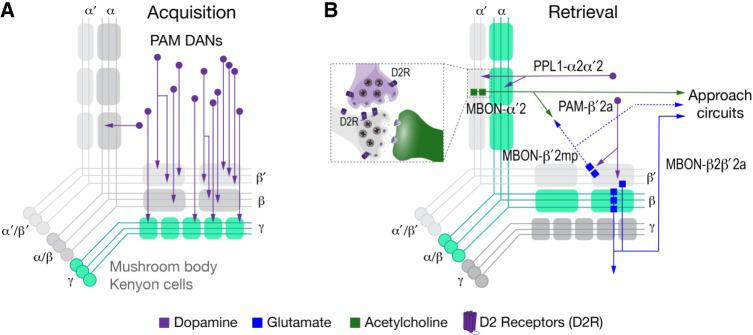 https://cdn.ncbi.nlm.nih.gov/pmc/blobs/56ff/11199947/532e011b8852/LM053815Lar_F2.jpg