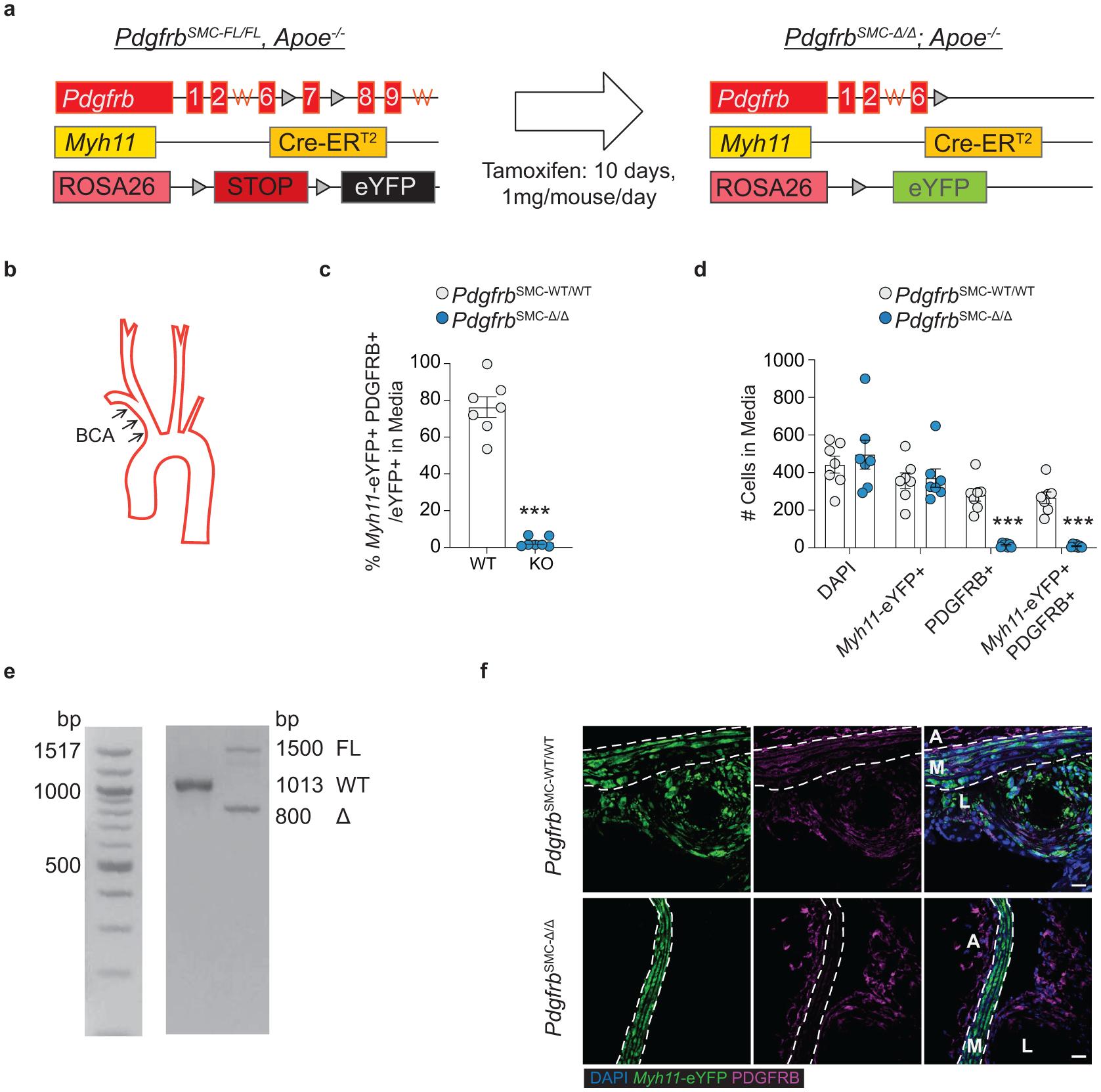 https://cdn.ncbi.nlm.nih.gov/pmc/blobs/5700/7905710/3426a7bfbec7/nihms-1657184-f0008.jpg