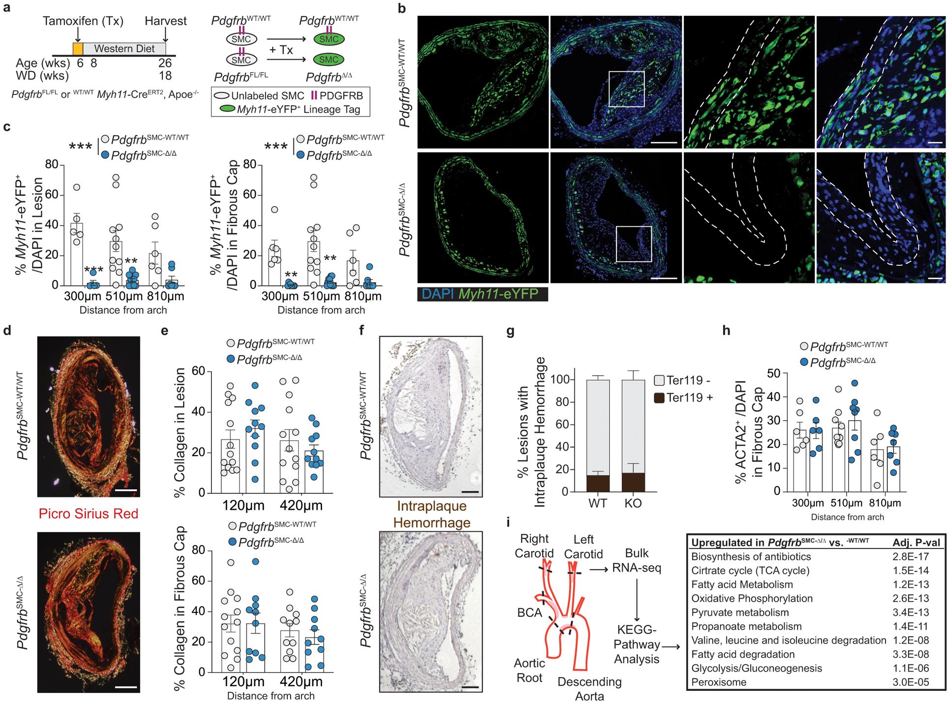 https://cdn.ncbi.nlm.nih.gov/pmc/blobs/5700/7905710/9ec254d1b495/nihms-1657184-f0001.jpg