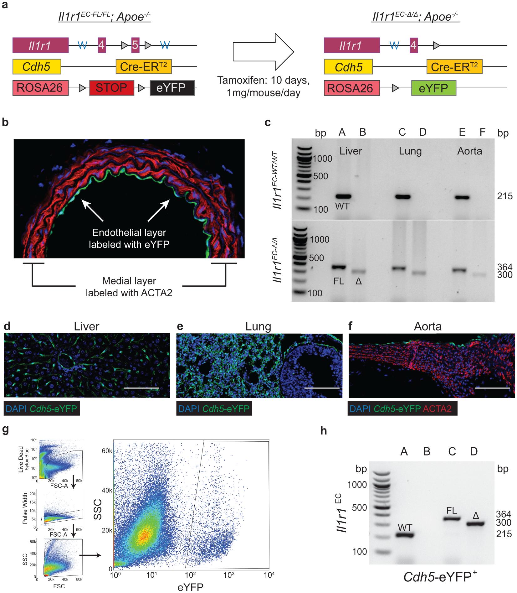 https://cdn.ncbi.nlm.nih.gov/pmc/blobs/5700/7905710/e24ed4fd82b4/nihms-1657184-f0013.jpg