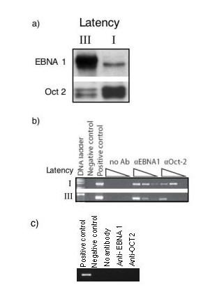 https://cdn.ncbi.nlm.nih.gov/pmc/blobs/5703/2164963/b11ab4b52902/1752-0509-1-40-2.jpg