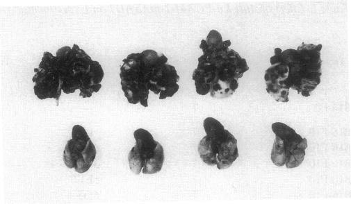 https://cdn.ncbi.nlm.nih.gov/pmc/blobs/5705/295857/116de5f9c50e/jcinvest00066-0034-a.jpg