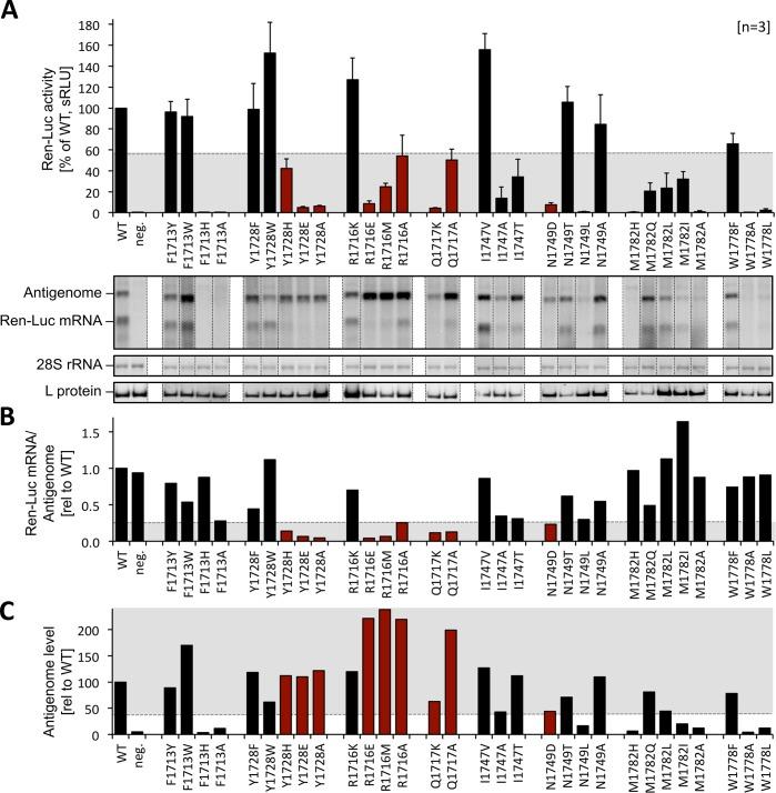 https://cdn.ncbi.nlm.nih.gov/pmc/blobs/5709/6555543/344bed862fa6/ppat.1007829.g005.jpg