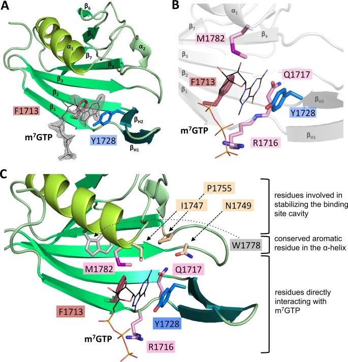 https://cdn.ncbi.nlm.nih.gov/pmc/blobs/5709/6555543/c99a116c46eb/ppat.1007829.g002.jpg