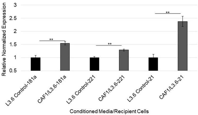 https://cdn.ncbi.nlm.nih.gov/pmc/blobs/5709/9179363/a671f1e8f575/cancers-14-02812-g004.jpg