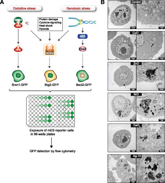 https://cdn.ncbi.nlm.nih.gov/pmc/blobs/570d/4237954/88a6959ebeb6/s12989-014-0041-9-1.jpg