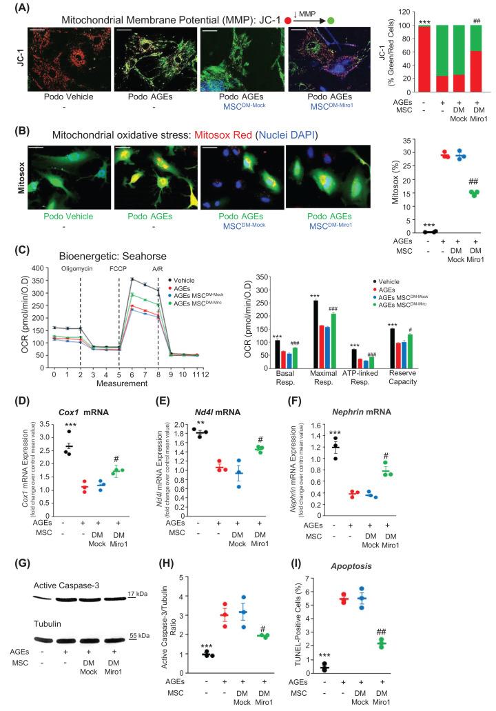 https://cdn.ncbi.nlm.nih.gov/pmc/blobs/570e/11609313/25ce2fa72970/cs-138-cs20242064-g6.jpg