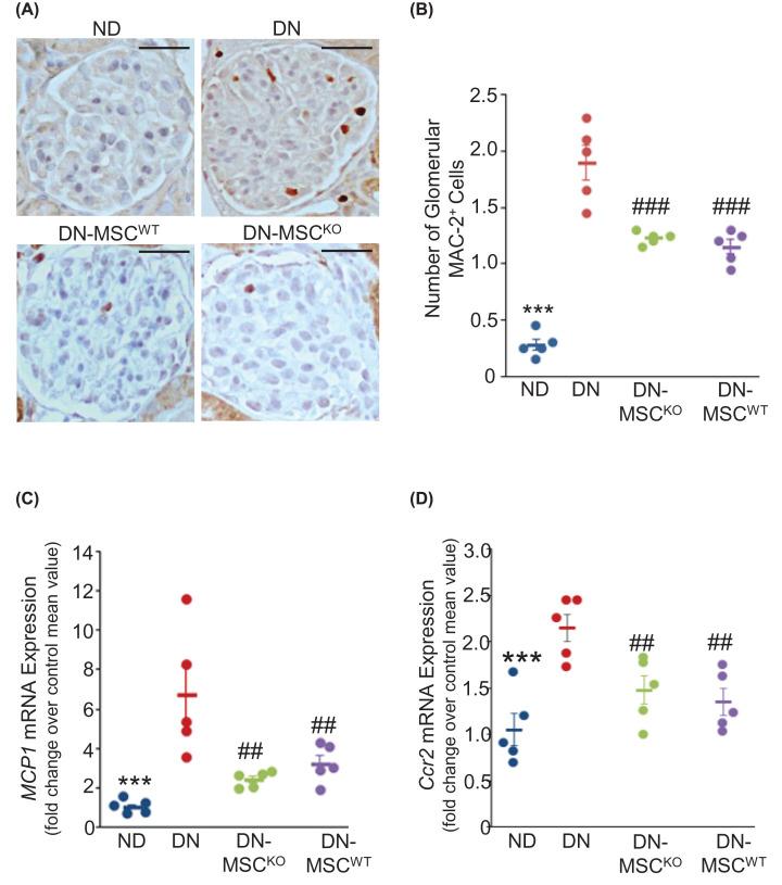 https://cdn.ncbi.nlm.nih.gov/pmc/blobs/570e/11609313/41e48fe9939e/cs-138-cs20242064-g8.jpg