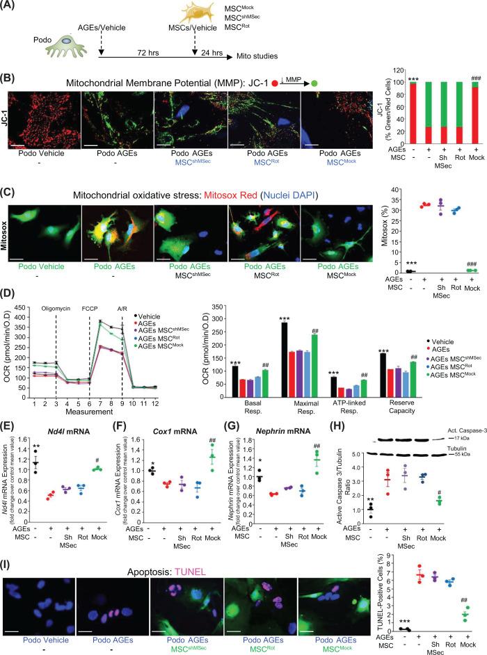 https://cdn.ncbi.nlm.nih.gov/pmc/blobs/570e/11609313/f3300f2869de/cs-138-cs20242064-g4.jpg