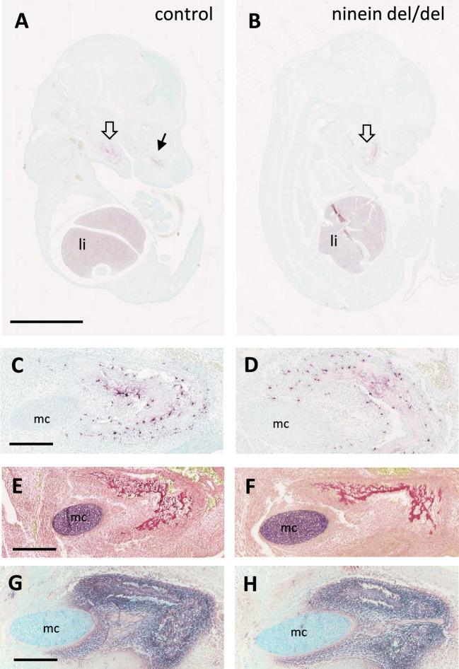 https://cdn.ncbi.nlm.nih.gov/pmc/blobs/5712/11175614/02c7304f86ae/elife-93457-fig6-figsupp1.jpg