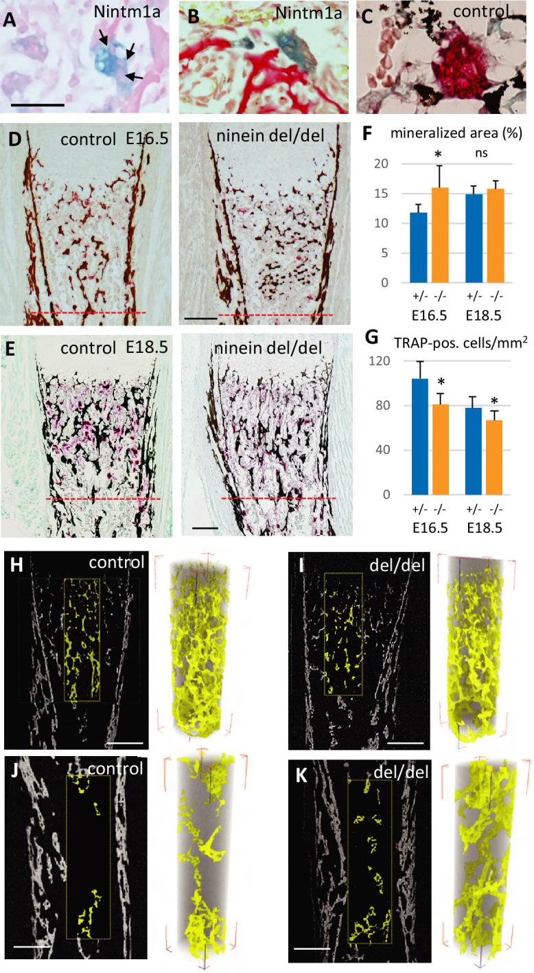 https://cdn.ncbi.nlm.nih.gov/pmc/blobs/5712/11175614/168f0bf159a6/elife-93457-fig5.jpg