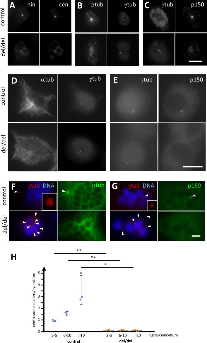 https://cdn.ncbi.nlm.nih.gov/pmc/blobs/5712/11175614/1c3f522b8d59/elife-93457-fig8.jpg